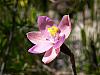 Thelymitra carnea - Pink Sun Orchid.jpg